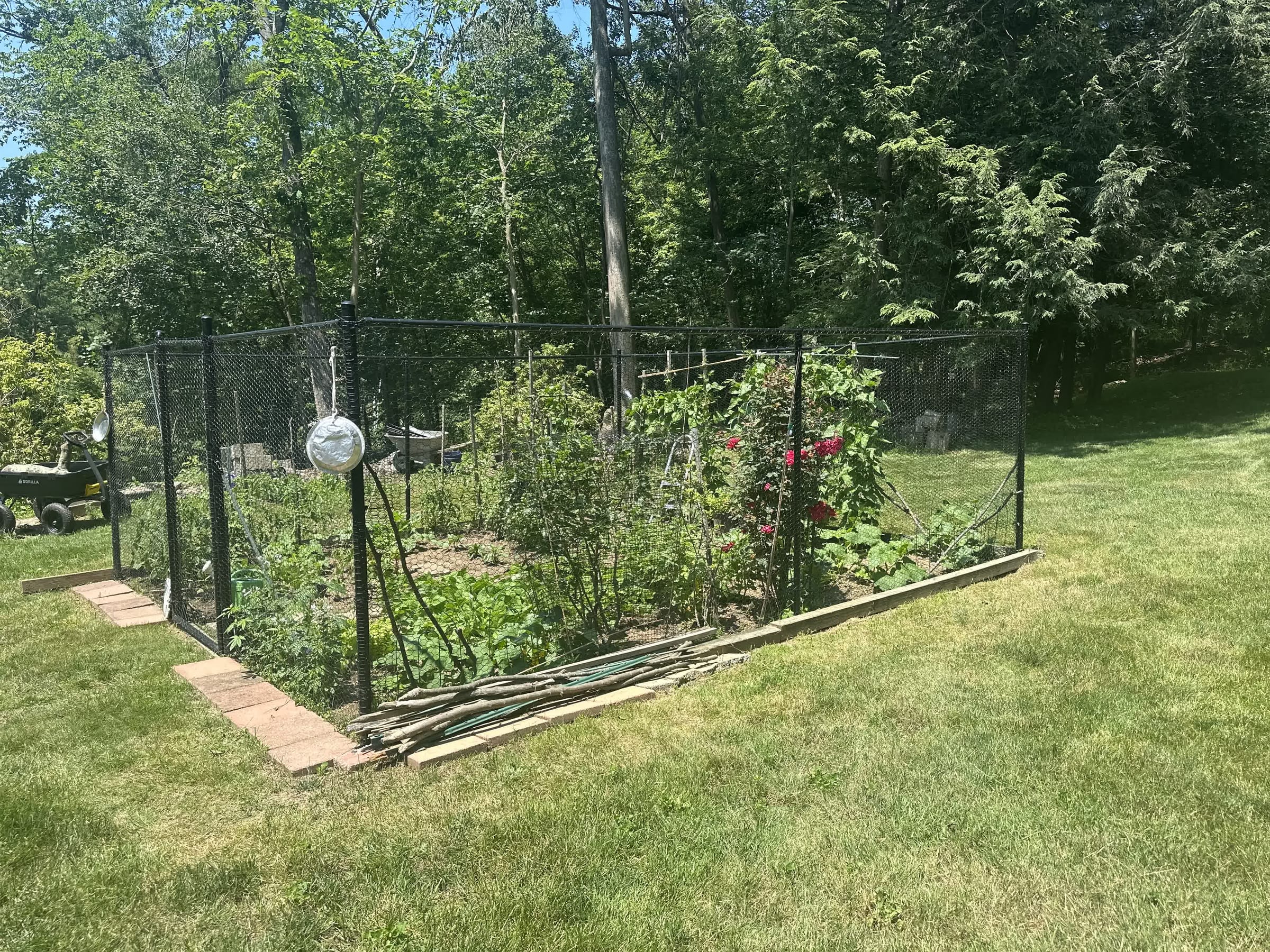 Black chain-link fence enclosing a raised vegetable garden with tomato plants on a green lawn