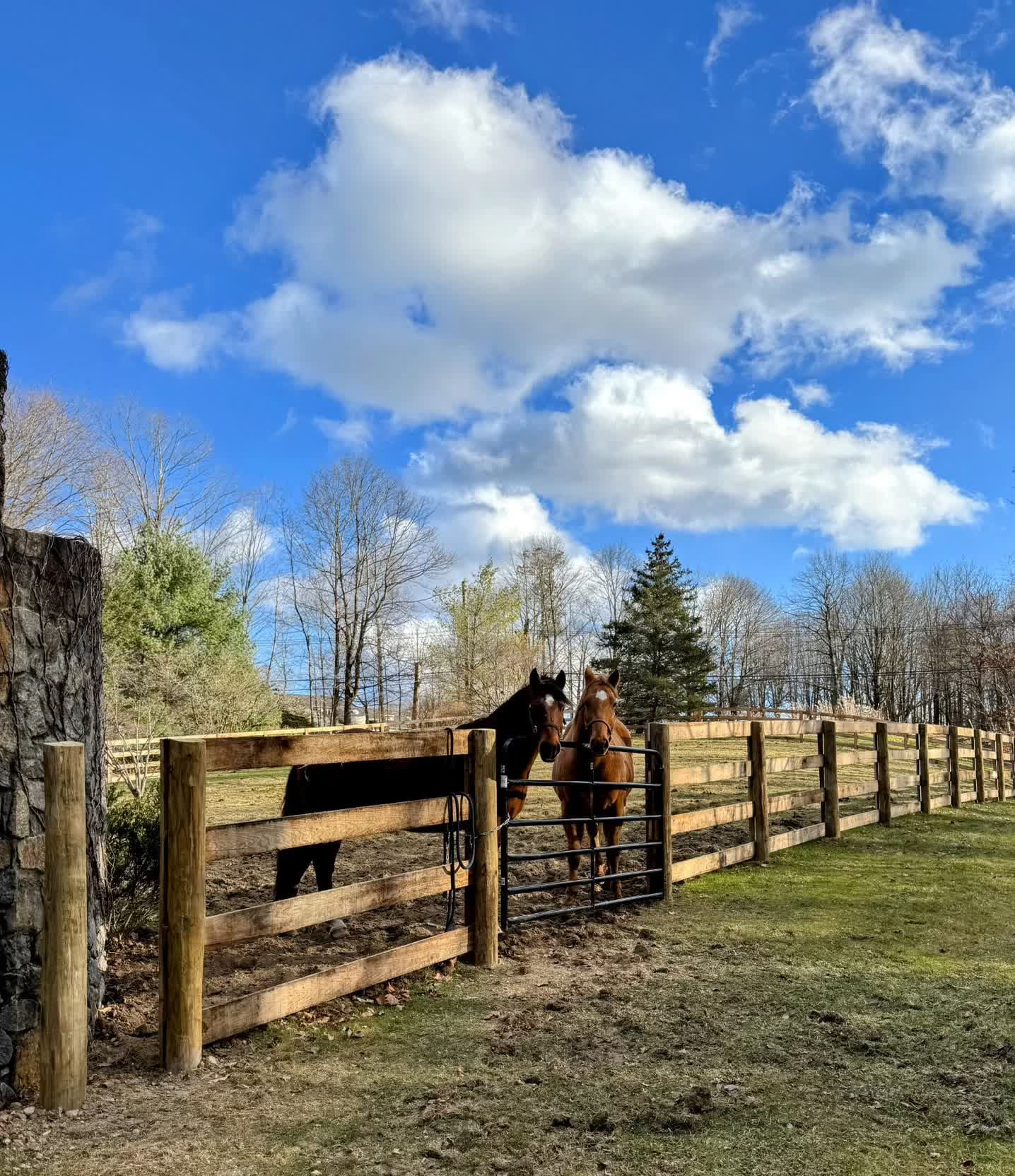 Two horses stand behind a natural wood four-rail post-and-rail paddock fence with a black metal tube gate, beside a stone pillar under a blue sky.