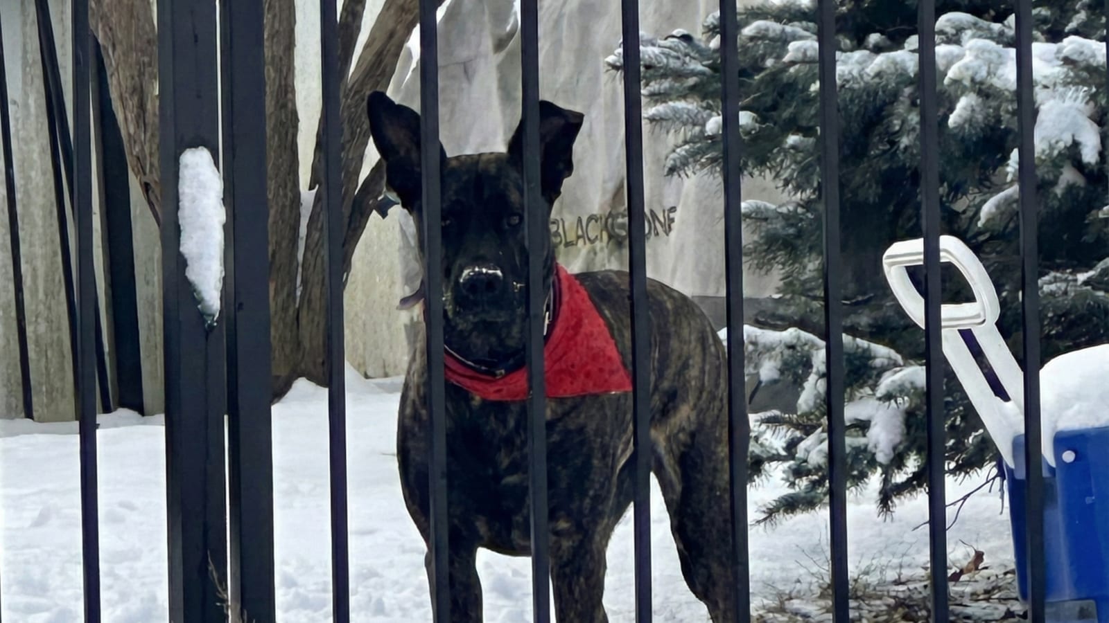 My Fence Guy's brindle dog with a red bandana standing behind a black aluminum fence in a snowy Connecticut yard